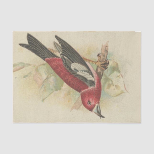 Papier Mousseline Scrap Ephemera Design Series #24 (Recto)