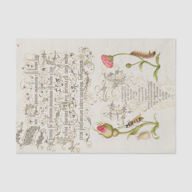 Papier Mousseline Script Wainscot avec fleurs et insectes (Recto)