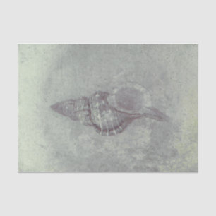 Papier Mousseline Sea Shell Gris Vintage Ocean Beach Texture