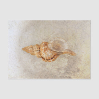 Papier Mousseline Sea Shell Vintage Ocean Beach Texture