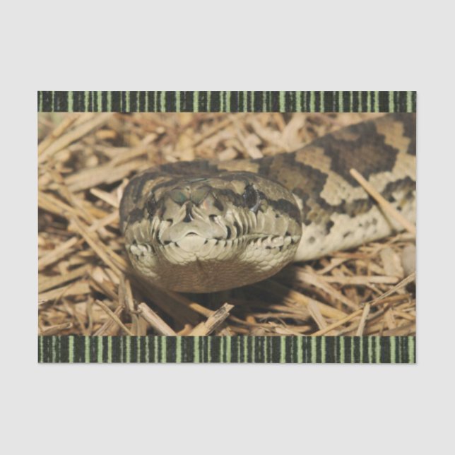 Papier Mousseline Serpents de papier de tissus (Recto)