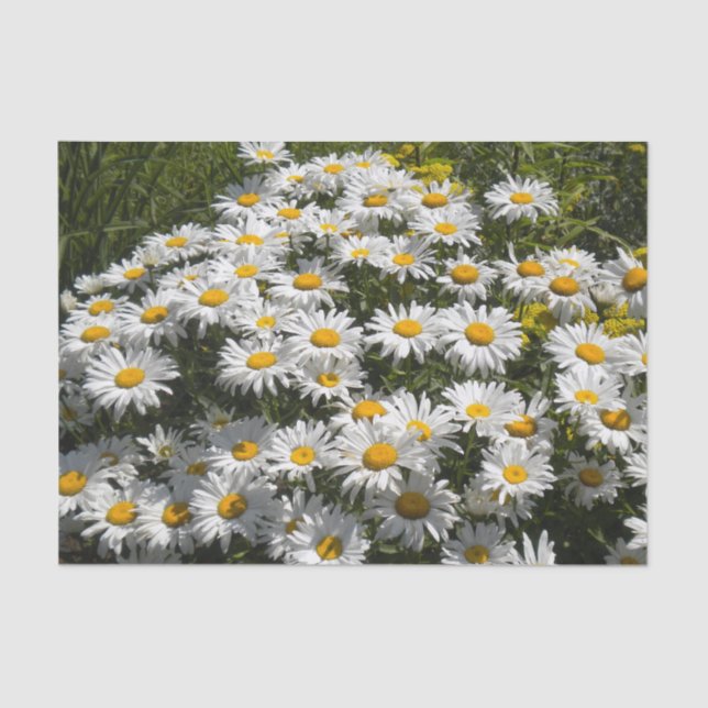 Papier Mousseline Shasta Daisies (Recto)