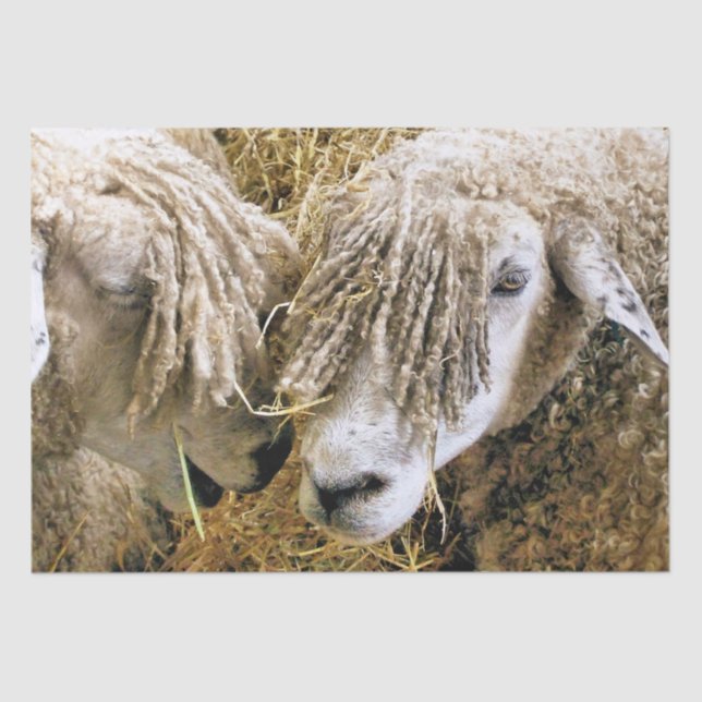 PAPIER MOUSSELINE SHEEP (Recto)