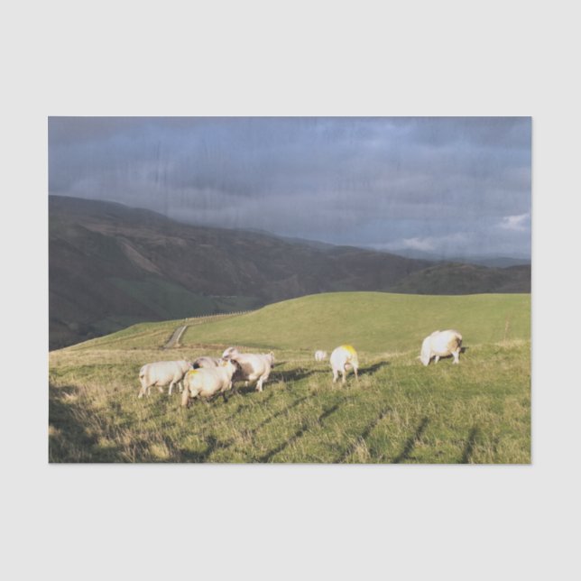 PAPIER MOUSSELINE SHEEP DE MONTAGNE (Recto)