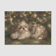 Shih Tzu endormi
