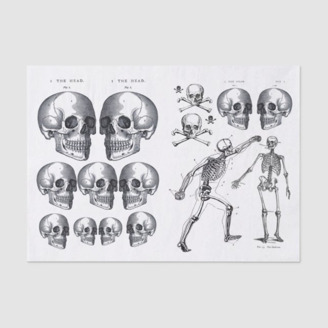 Papier Mousseline Skeleton Skuls Skull n Bones Decoupage Collage Ti (Recto)
