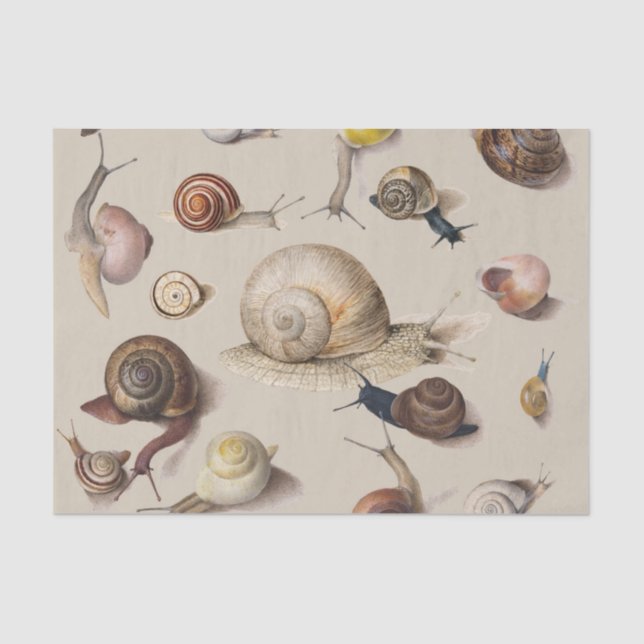 Papier Mousseline Snail Slug Garden Pet Gastropod (Recto)
