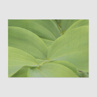 Papier Mousseline Solomons Seal