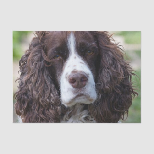 Papier Mousseline springer anglais spaniel.png (Recto)