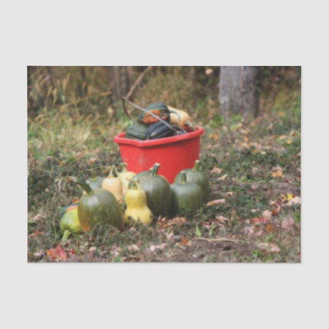 Papier Mousseline Squash Country Garden Harvest Orton Decoupage (Recto)