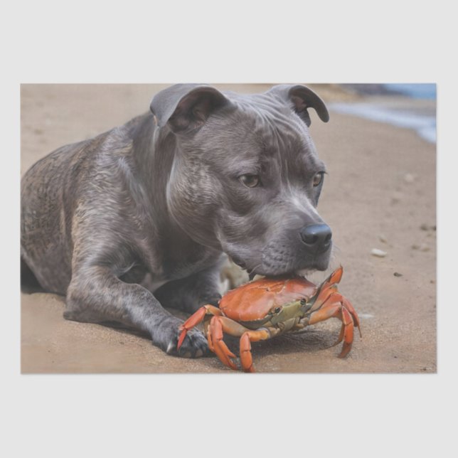 Papier Mousseline Staffy Est Des Amis Avec Un Crabe De Plage, (Recto)