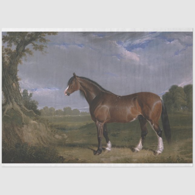 Papier Mousseline Stallion de Clydesdale (Thoroughbred Horse) (Anima (Recto)
