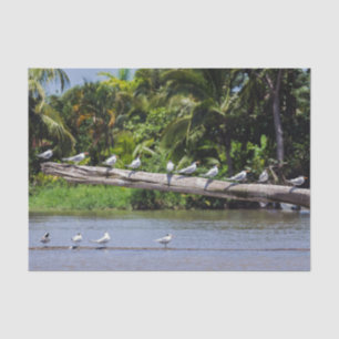 Papier Mousseline sternes royales, estuaire du fleuve Tortuguero - C