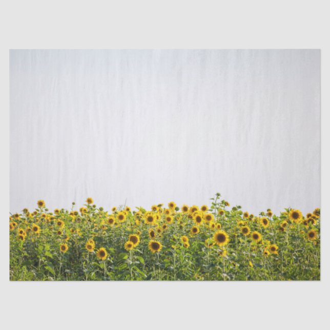 Papier Mousseline Sunflowers in a Field (Recto)