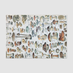 Papier Mousseline Tableau vintage des champignons comestibles