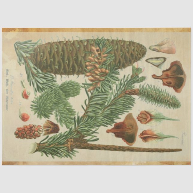 Papier Mousseline Tissu de découpage de pin de Noël (Recto)