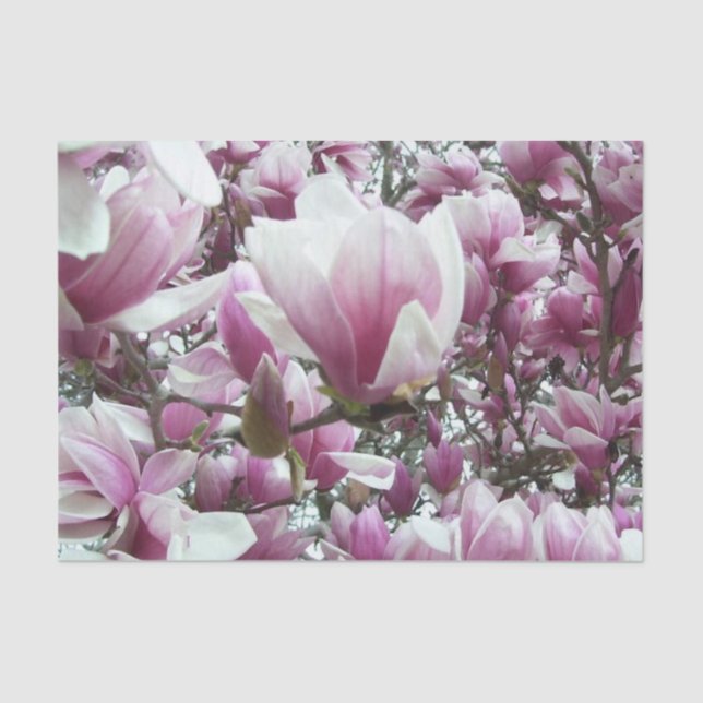 Papier Mousseline Tissu de recouvrement - Saucer Magnolia (Recto)