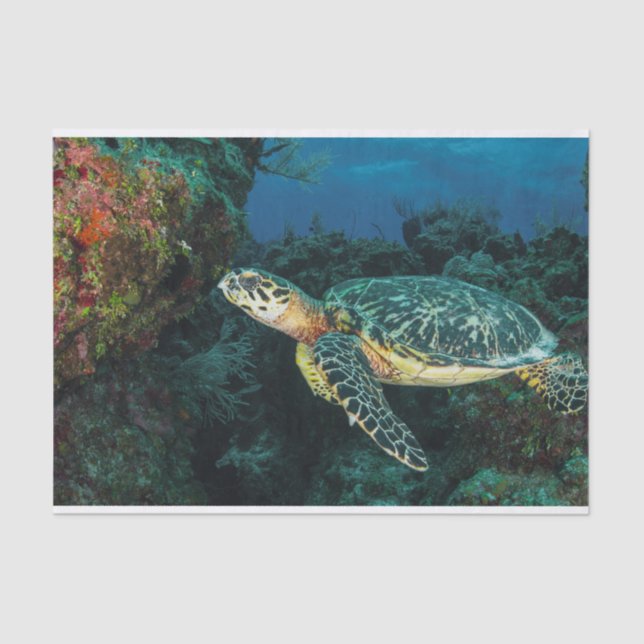 Papier Mousseline Tortue marine dans l'océan bleu et la vie marine (Recto)