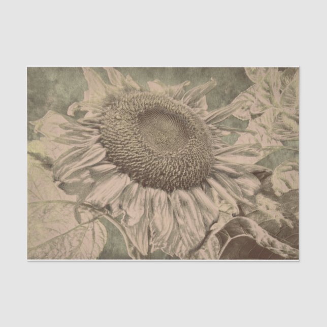 Papier Mousseline Tournesol Sepia Tone Art Brown Texture Découpage (Recto)