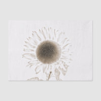 Tournesol Unique Vintage Antique Dessin au Sepia A