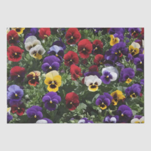 Papier Mousseline Tri Pansies colorées : Symphonie des couleurs en f