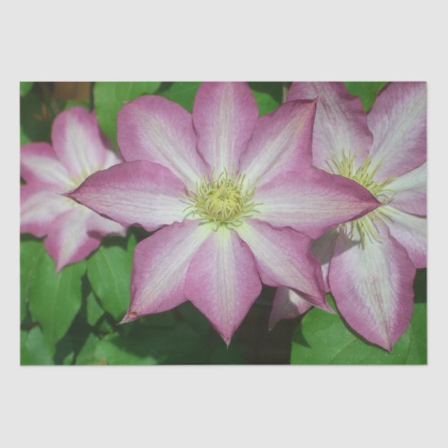 Papier Mousseline Trio de Clematis Pink and White Spring Vine (Recto)