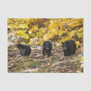 Papier Mousseline Trois ours