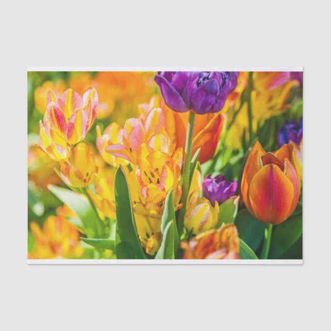 Papier Mousseline Tulipes Enchanter 01 (Recto)