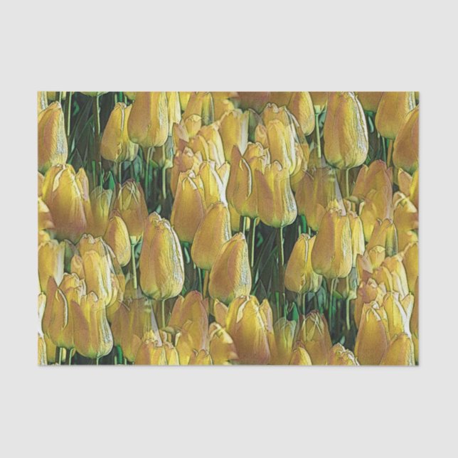 Papier Mousseline Tulips Sunshine Yellow (Recto)