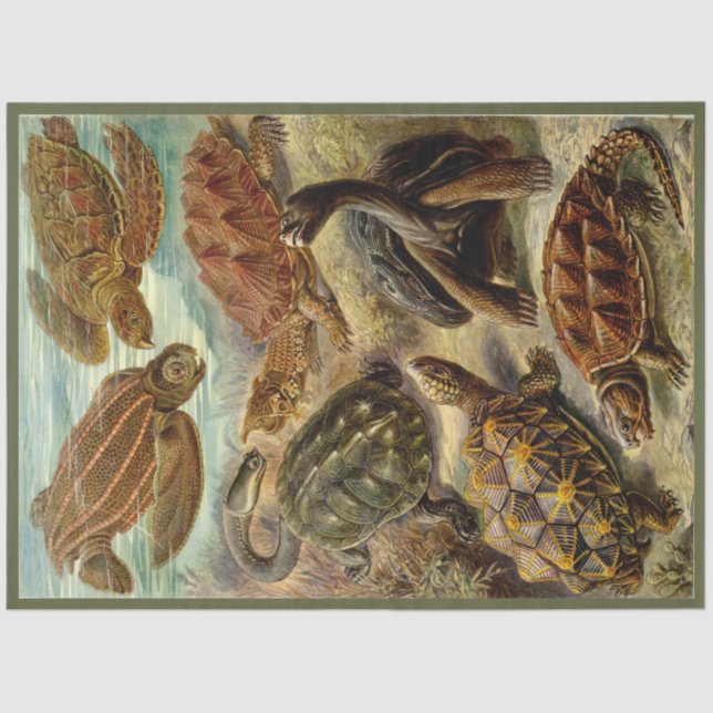 Papier Mousseline Turtle Ernst Haeckel Découpage Papier papier (Recto)