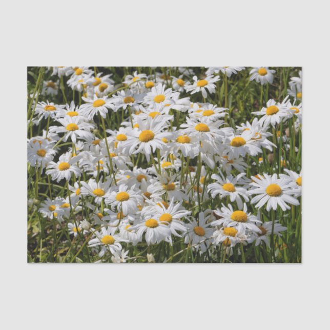 Papier Mousseline Un champ de marguerites oculaires (Recto)