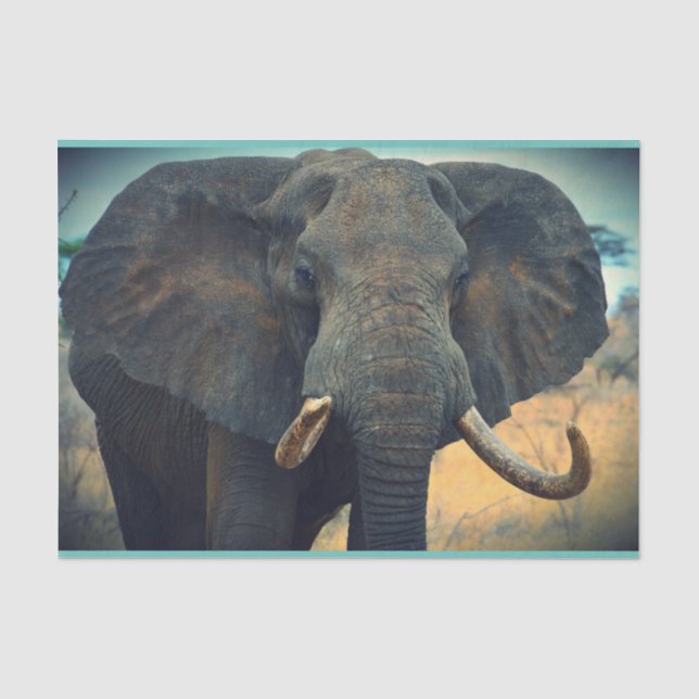 Papier Mousseline Un éléphant africain proche (Recto)
