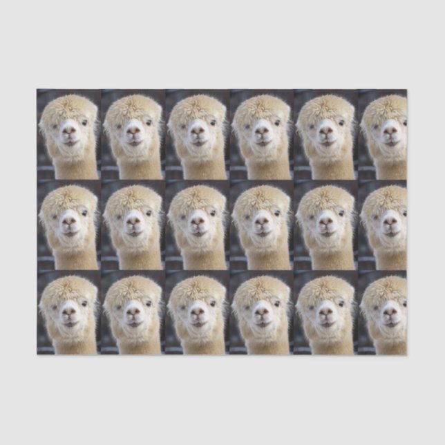 Papier Mousseline Un joli visage moelleux d'un alpaga (Recto)