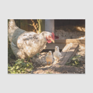 Papier Mousseline Une Mère Poulet Avec Ses Enfants