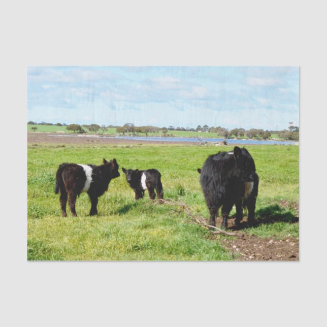 Papier Mousseline Vaches blanches noires, (Recto)