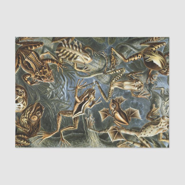 Papier Mousseline Variété d'Ernst Haeckel de grenouilles exotiques : (Recto)