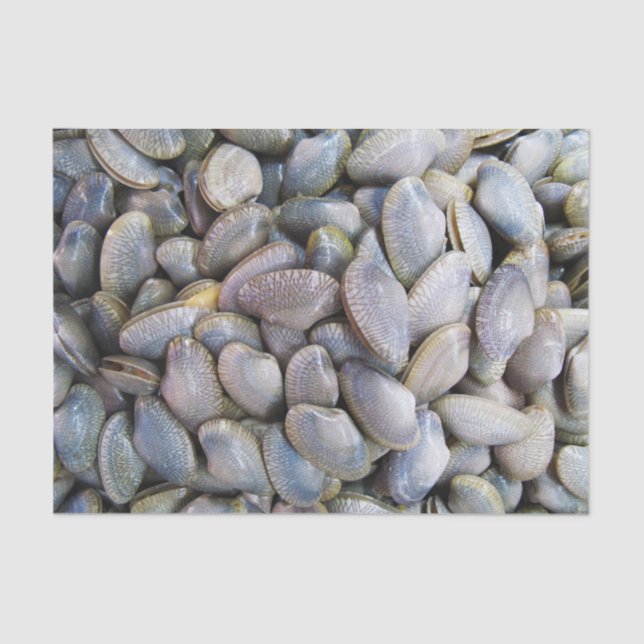 Papier Mousseline Venus Clam [ห อ ย ล า ย] (Recto)