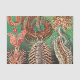 Papier Mousseline Vers, Annelids Chaetopoda par Ernst Haeckel