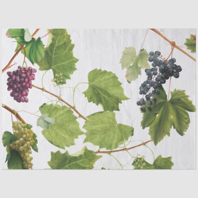 Papier Mousseline Vignoble de raisins Ile grecque méditerranéenne (Recto)