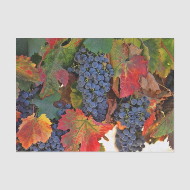 Papier Mousseline Vignoble étonnant (Recto)