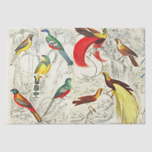 Papier Mousseline Vintages oiseaux tropicaux du paradis Découpage