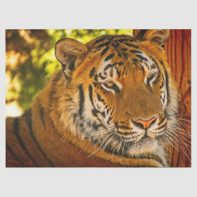 Papier Mousseline Visage majestueux (Recto)