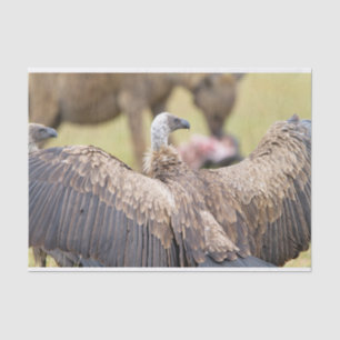Papier Mousseline Vulture