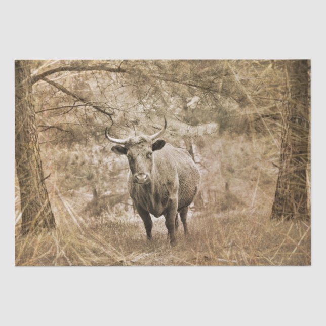 Papier Mousseline Western Longhorn Bull (Recto)