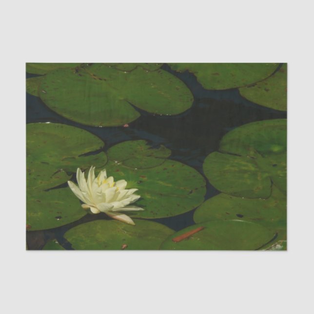 Papier Mousseline White Waterlily I Peaceful (Recto)