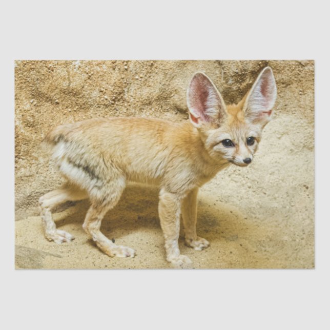 Papier Mousseline Wild Fennec Fox (Recto)