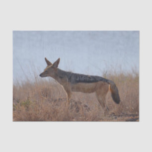 Papier Mousseline Wild Jackal