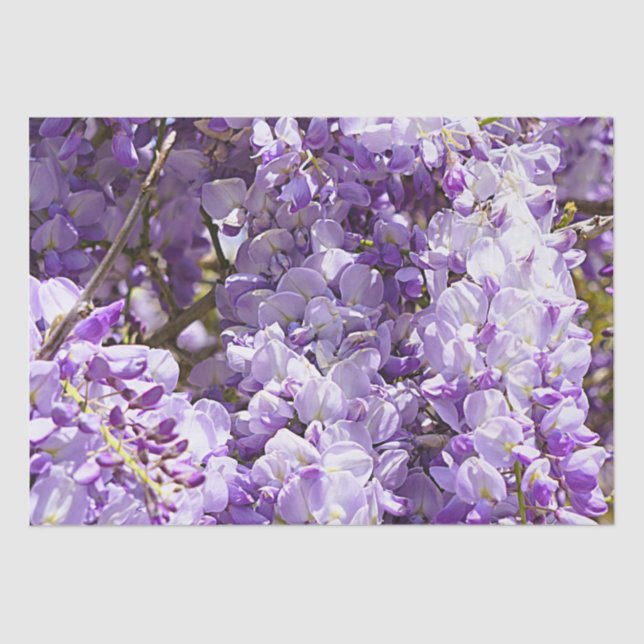 Papier Mousseline Wisteria Violet Floral Blossom Tree Violet (Recto)