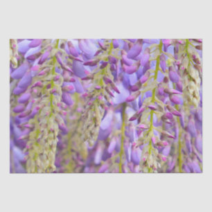 Papier Mousseline Wisteria Violet Floral Blossom Tree Violet