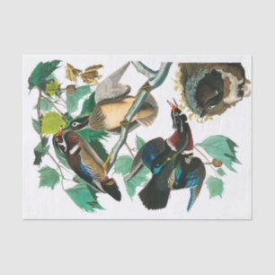 Papier Mousseline Wood Duck par John James Audubon